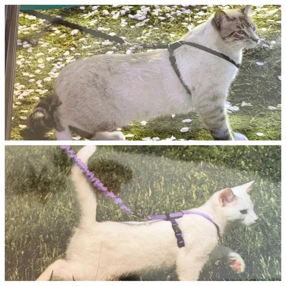 Set/2 Cat Harness and Bungee Leash - Picture 5 of 5